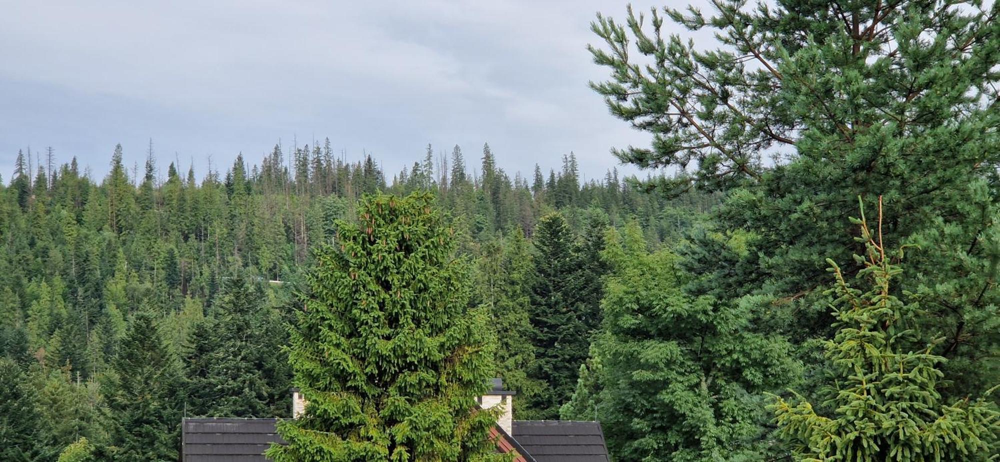 Pokoje Apartamenty Pod Limba Zakopane Eksteriør billede